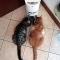 Automatyczny dozownik karmy dla kotów