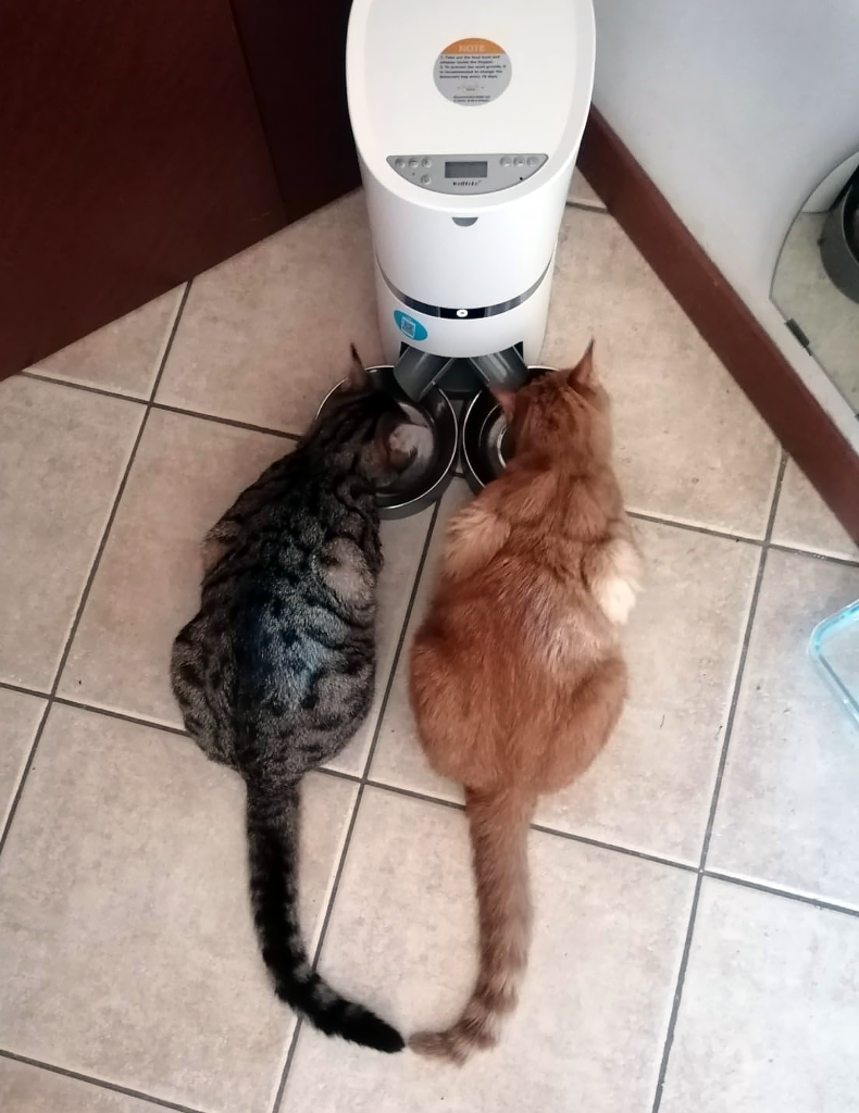 Automatyczny dozownik karmy dla dwóch kotów